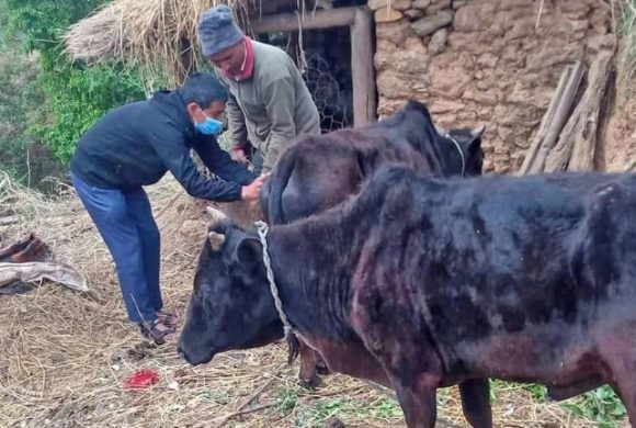 कोशी प्रदेशका १२ लाख गाईभैंसीलाई आजबाट खोरेतविरुद्धको खोप लगाइदै