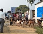 खसीबोका बेच्ने किसानलाई मूल्यकै सकस