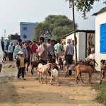 खसीबोका बेच्ने किसानलाई मूल्यकै सकस