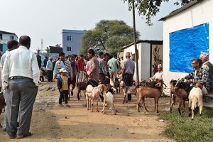 खसीबोका बेच्ने किसानलाई मूल्यकै सकस