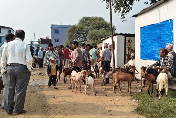 खसीबोका बेच्ने किसानलाई मूल्यकै सकस